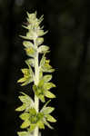 Green false hellebore